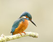 Male Kingfisher - alcedo atthis Male Kingfisher - alcedo atthis