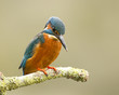 Male Kingfisher - alcedo atthis Male Kingfisher - alcedo atthis