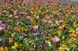 fiori