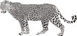 Leopard illustration