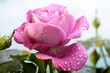 Rose nach dem Sommerregen