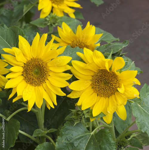 Photo: Sunflowers on sale in Ottawa Canada Sunflowers on sale in Ottawa Canada