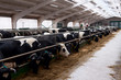 Dairy cows in a farm.