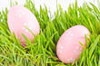 egg easter in a grass Isolated on white egg easter in a grass Isolated on white