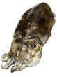 Seppia