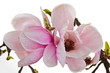 Spring magnolia tree blossoms