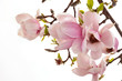Spring magnolia flowers on white