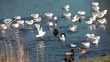 Video: Ducks and gulls in the winter Ducks and gulls in the winter