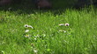 Video: Cutting grass with trimmer Cutting grass with trimmer