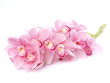 Flower orchid