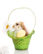 Rabbit in the green basket with daisies