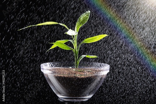 Foto: Junge Pflanze in Schale im Sprüh Regen mit Regenbogen Junge Pflanze in Schale im Sprüh Regen mit Regenbogen