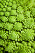 background - broccolo romanesco (Brassica oleracea)