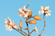 Mandelvollblüteblüte in der Wachau.