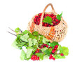Photo: Hawthorn in a basket Hawthorn in a basket