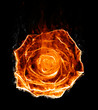 Fiery rose silhouette Fiery rose silhouette