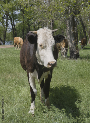 Photo: A cow grazing in a forest A cow grazing in a forest