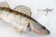 Winter tackle. Zander!