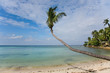 sea and beach with coconut palm