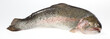 Trout lies