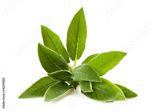 Photo: Sage Sage