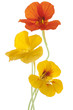 nasturtium