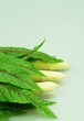 Foto: frischer Spargel mit Sauerampfer frischer Spargel mit Sauerampfer