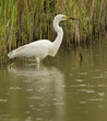 Great White Heron