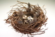 Photo: Vogelnest Vogelnest