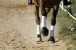 equitation