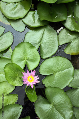 Photo: Fior di loto Fior di loto