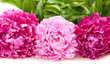 peonies