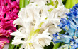hyacinth
