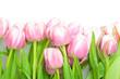 pink tulips