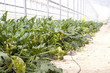 cultivo de plantas calabacin en invernadero 8