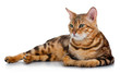 lovely cat isolated on white