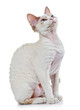 Devon rex cat close-up portrait