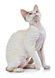 Devon rex cat close-up portrait