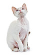 Devon rex cat close-up portrait