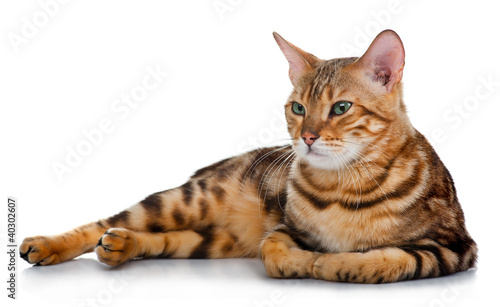 Photo: lovely cat isolated on white lovely cat isolated on white