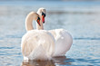 couple of swans on the water