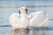 couple of swans in love on water