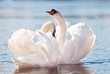 Foto: couple of swans dancing on water couple of swans dancing on water