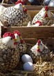 Pâques poules poussins coq