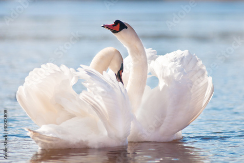 Photo: couple of swans dancing on water couple of swans dancing on water
