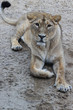 young lioness