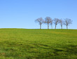 Les arbre et le champ vert