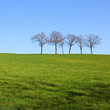 Les arbres au milieu du champ carré