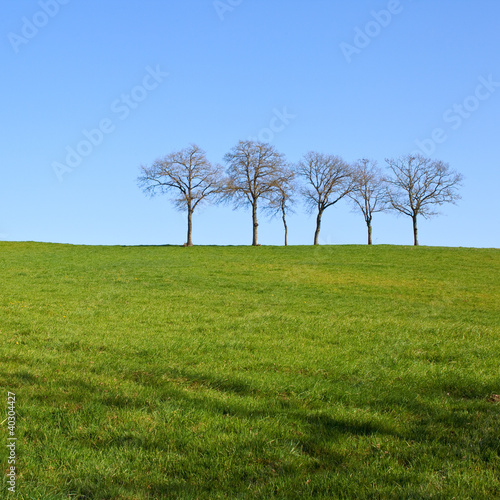 Photo: Les arbres au milieu du champ carré Les arbres au milieu du champ carré