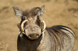 Portrait of a male warthog